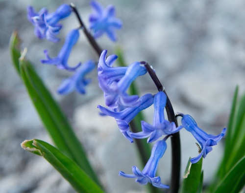 Hyacinth