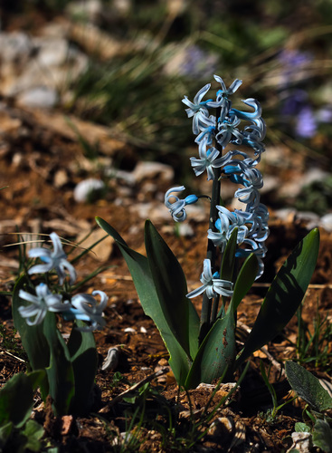 Hyacinth