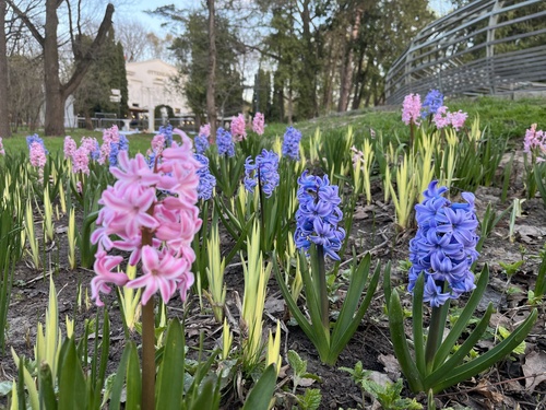 Hyacinth