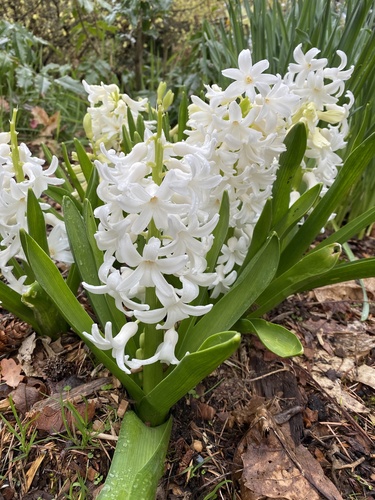 Hyacinth