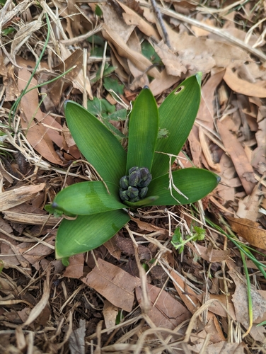 Hyacinth