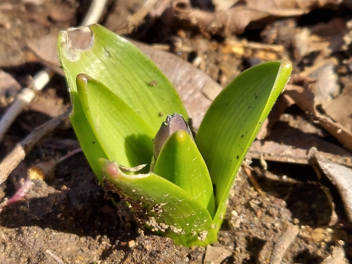 Hyacinth