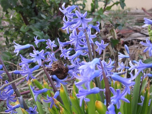 Hyacinth