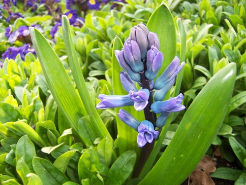 Hyacinth
