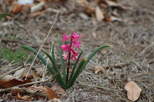 Hyacinth