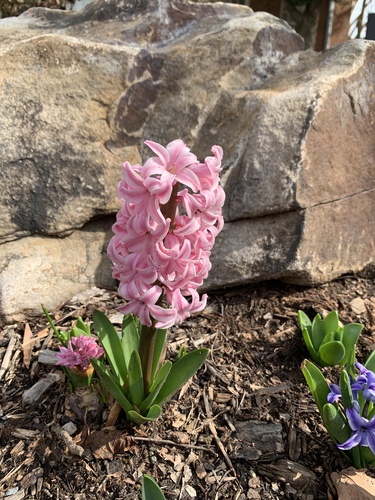 Hyacinth