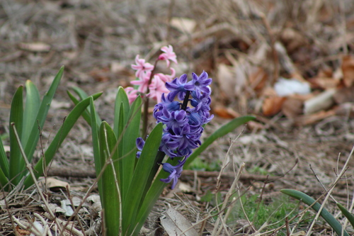 Hyacinth