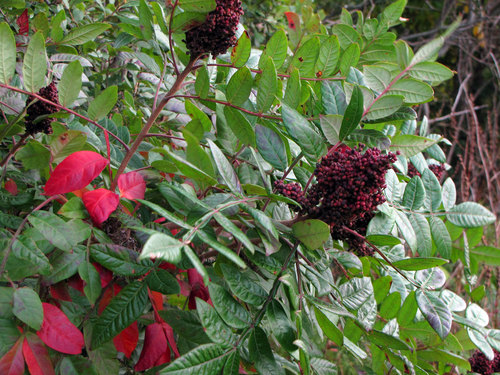 shining sumac