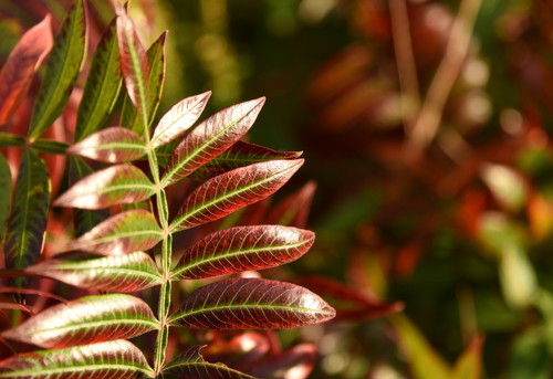 shining sumac