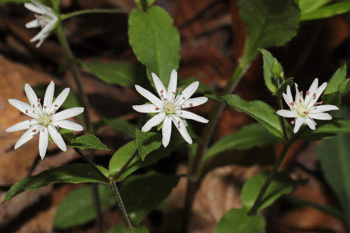 star chickweed
