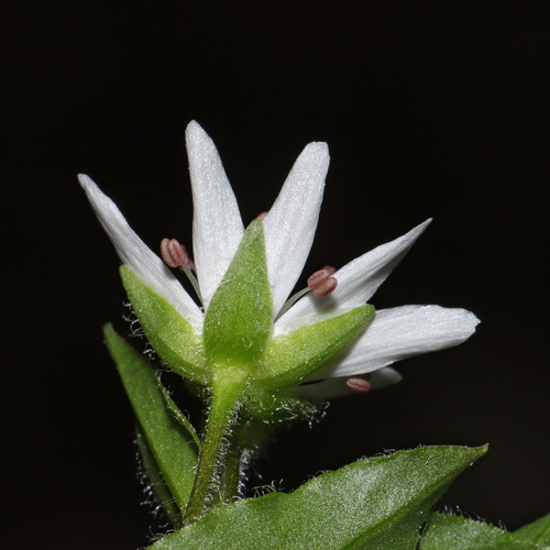 star chickweed