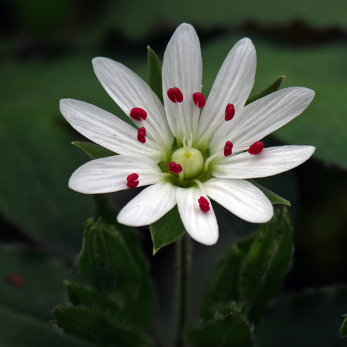 star chickweed