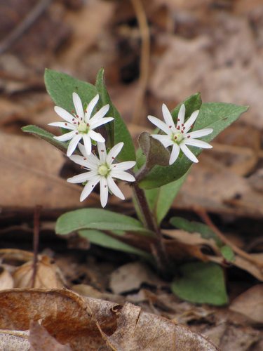 star chickweed