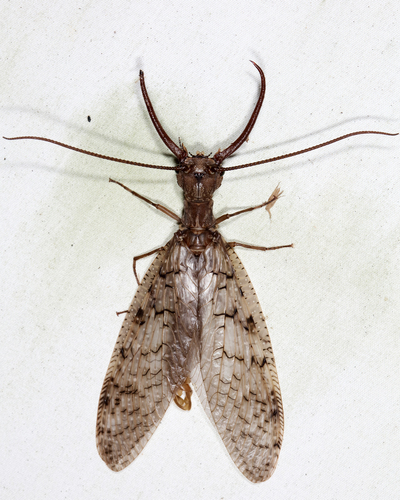 Eastern Dobsonfly