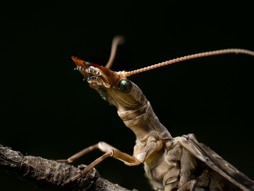 Eastern Dobsonfly