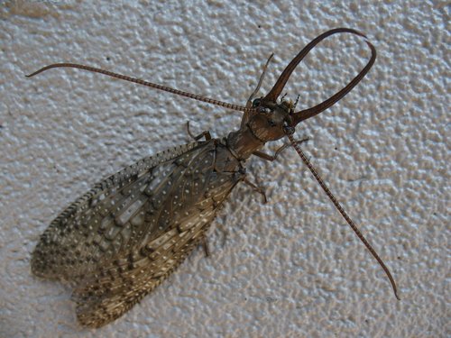 Eastern Dobsonfly