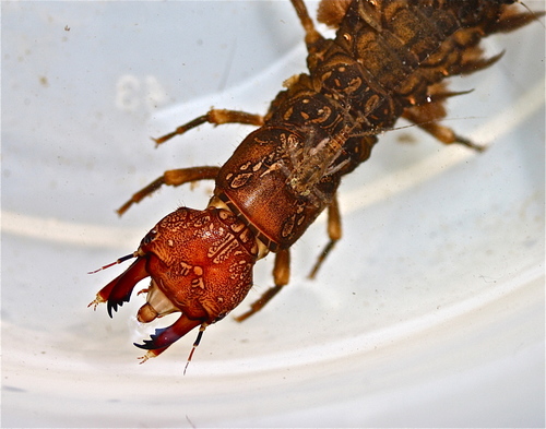 Eastern Dobsonfly