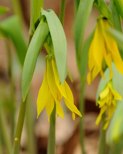 largeflower bellwort