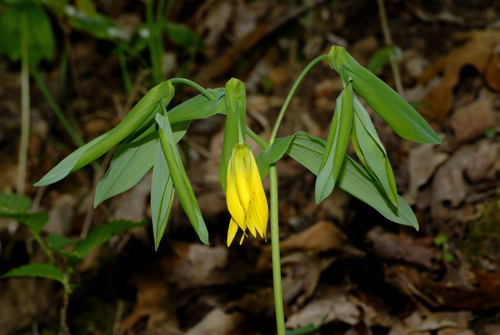 largeflower bellwort