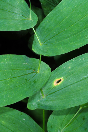 largeflower bellwort