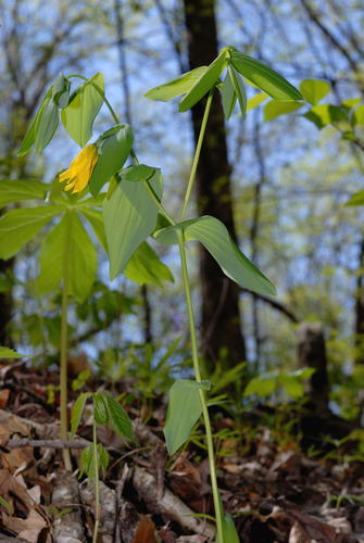 largeflower bellwort