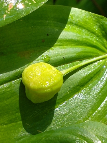 largeflower bellwort
