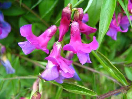 spring vetch