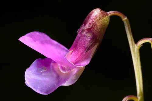 spring vetch