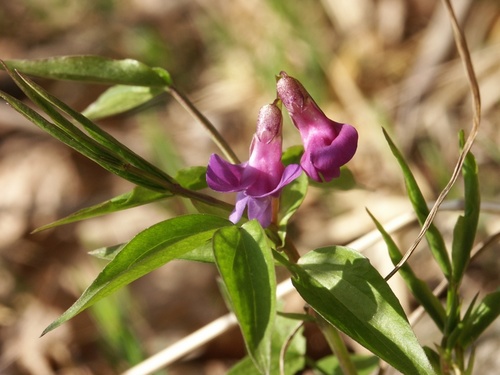 spring vetch