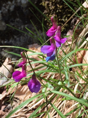 spring vetch