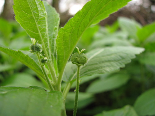 Dog's Mercury