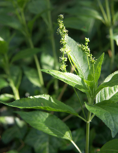Dog's Mercury