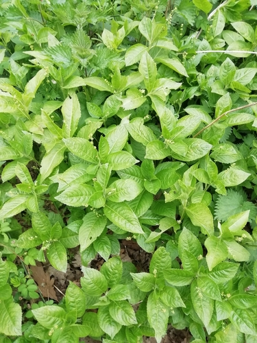Dog's Mercury