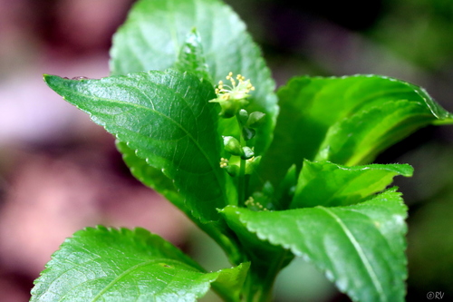 Dog's Mercury