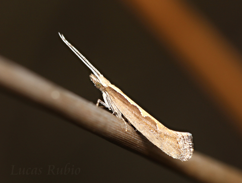 Diamondback Moth