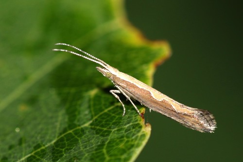 Diamondback Moth