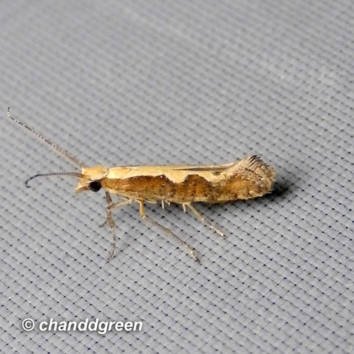 Diamondback Moth