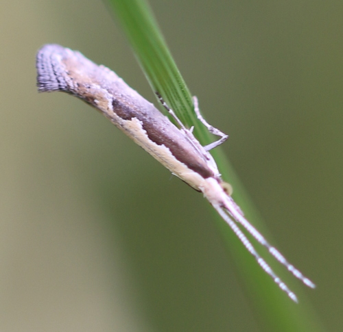 Diamondback Moth