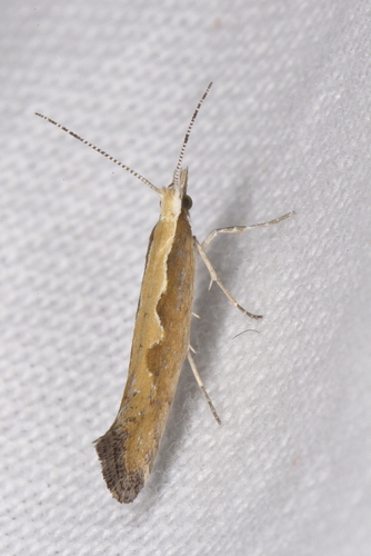 Diamondback Moth