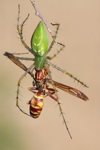 Green Lynx Spider
