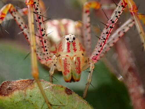 Green Lynx Spider