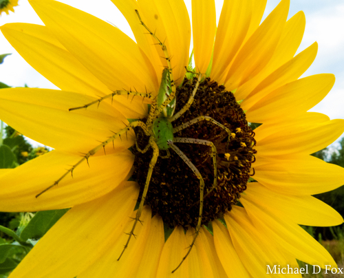 Green Lynx Spider