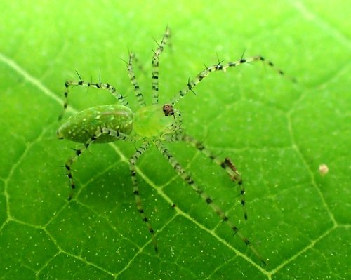Green Lynx Spider