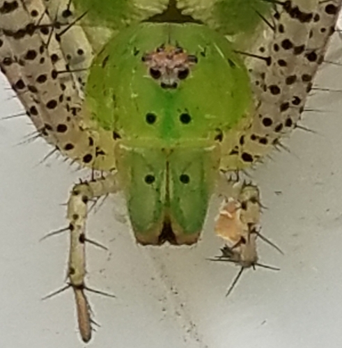 Green Lynx Spider