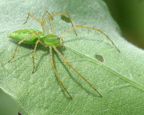 Green Lynx Spider
