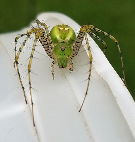 Green Lynx Spider
