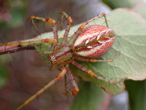 Green Lynx Spider