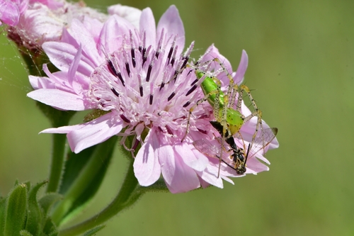 Green Lynx Spider