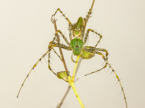 Green Lynx Spider