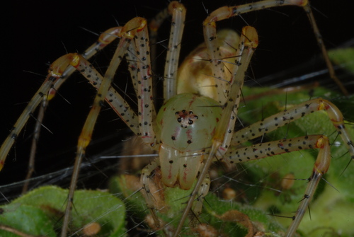 Green Lynx Spider